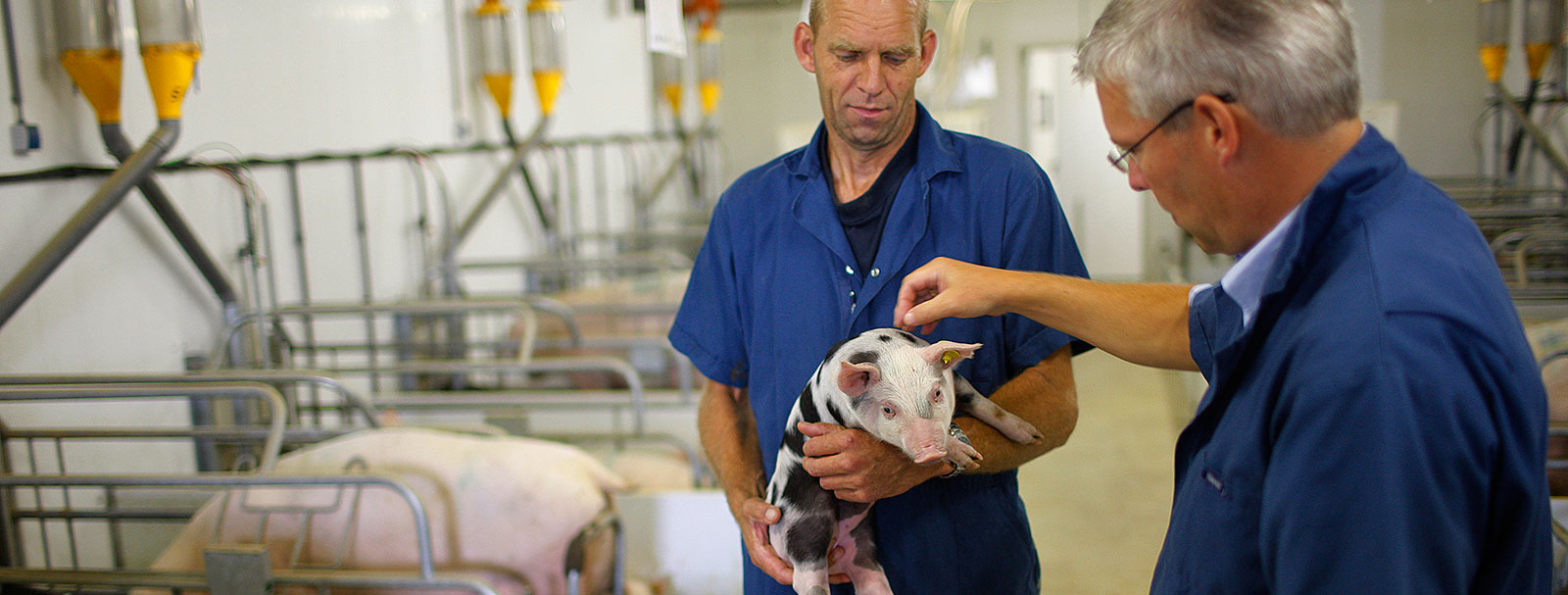 Animal & Nutrition Consultancy | Provimi Animal & Nutrition Consultancy | Provimi