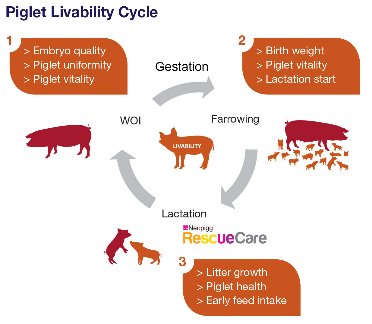 piglet-livability-provimi